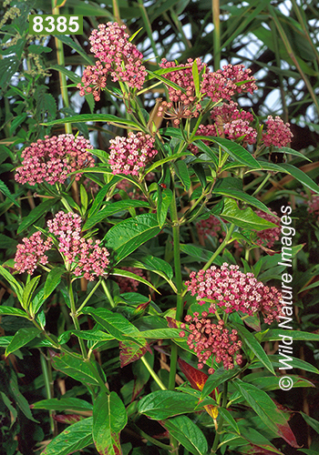 Swamp Milkweed (Asclepias incarnata)